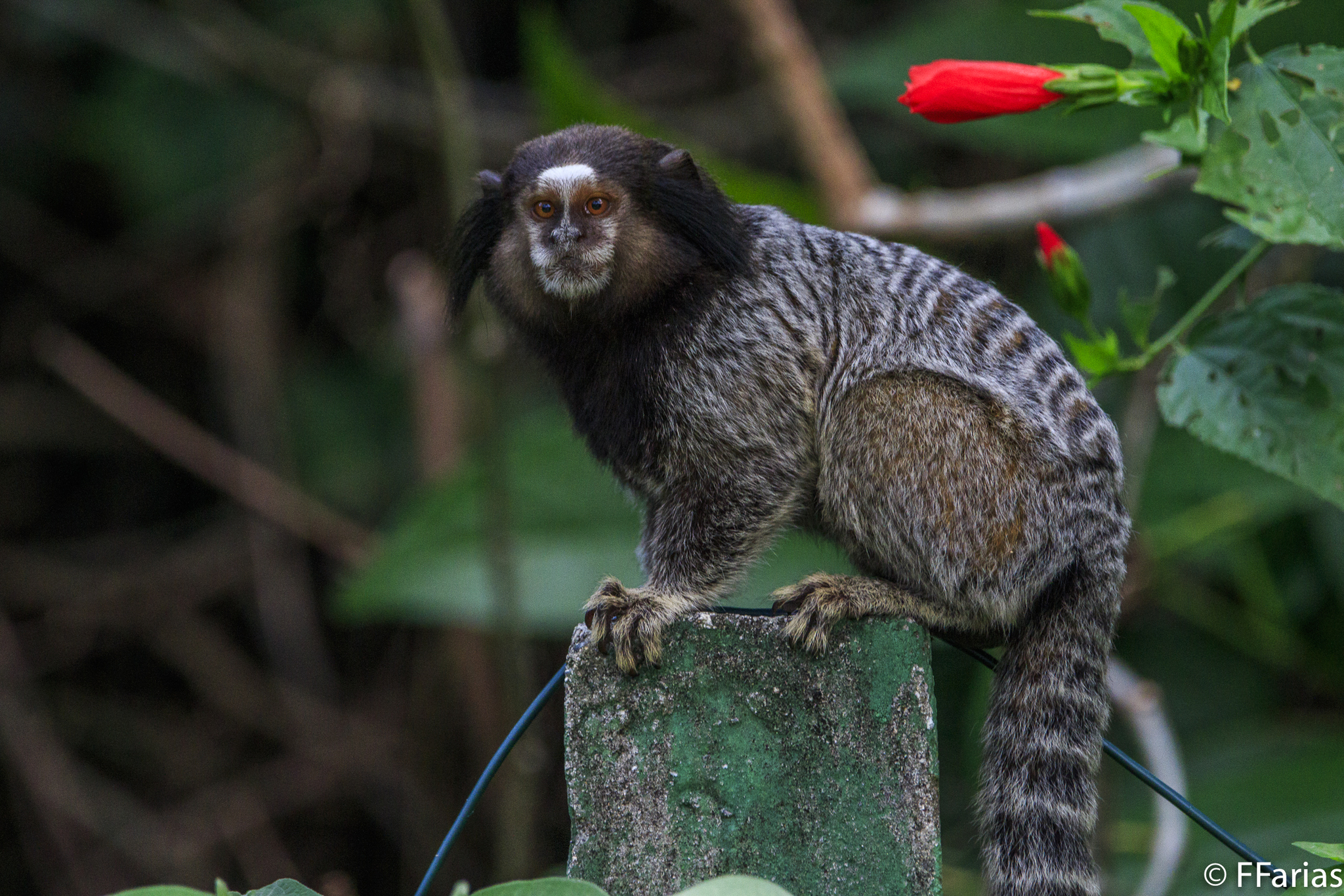 Sagui-de-tufos-pretos – Wikipédia, a enciclopédia livre