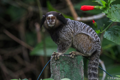 Black-Tufted Marmoset photo 4