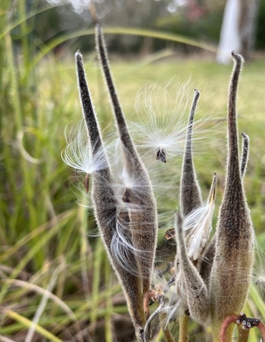 Asclepias tuberosa