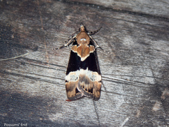 Eudonia aspidota