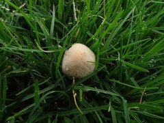 Panaeolus foenisecii