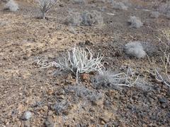 Ceropegia fusca image