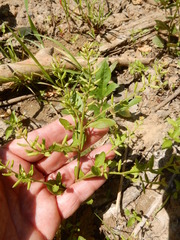 Rorippa sessiliflora