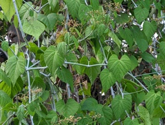 Cissus kerrii