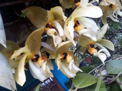 Stanhopea wardii