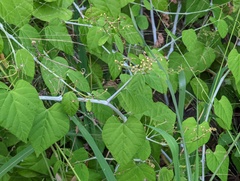 Cissus kerrii