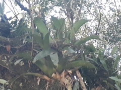 Vriesea