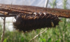 Heliconisa pagenstecheri