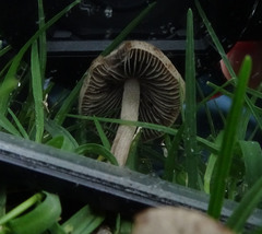 Panaeolus foenisecii