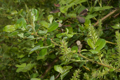 Salix apennina