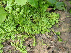 Callitriche heterophylla