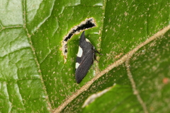 Enchenopa lanceolata