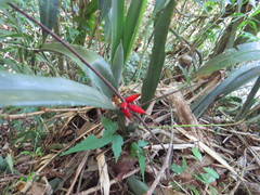 Quesnelia liboniana