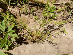 Rorippa sessiliflora