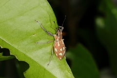 Naupactus bellus