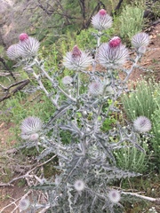 Cirsium occidentale