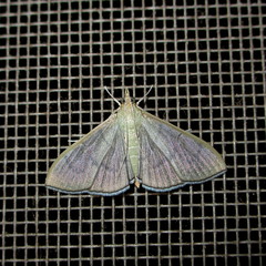 Poliobotys ablactalis