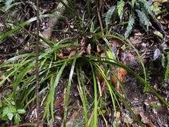 Romnalda strobilacea