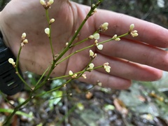 Romnalda strobilacea