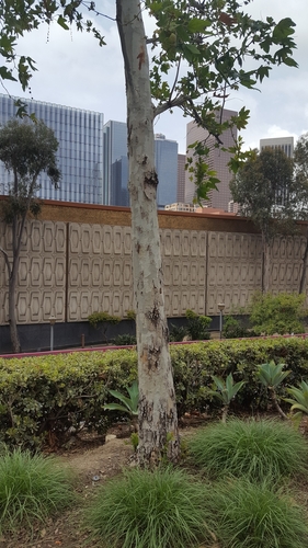 California Sycamore seedling