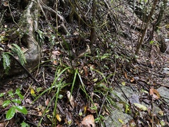 Romnalda strobilacea