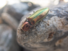 Nitidolimonius resplendens