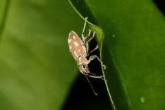 Naupactus bellus