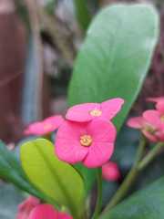 Euphorbia milii