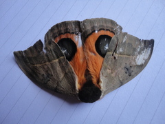 Automeris coresus