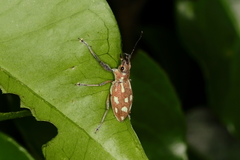 Naupactus bellus