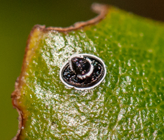 Tetraleurodes perileuca