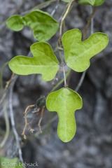 Phaseolus filiformis