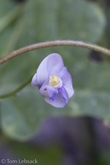 Phaseolus filiformis