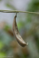 Phaseolus filiformis