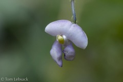 Phaseolus filiformis