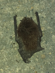 Thyroptera tricolor