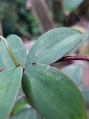 Formicidae