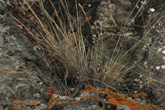 Stipa glareosa