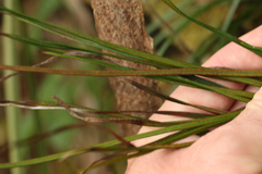 Vittaria lineata image