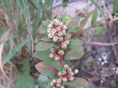 Euphorbia densiflora