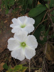 Ipomoea pseudoracemosa