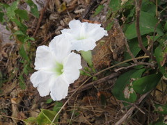 Ipomoea pseudoracemosa