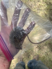 Peromyscus attwateri