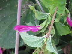 Salvia rosei