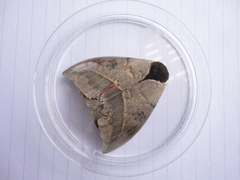 Automeris coresus