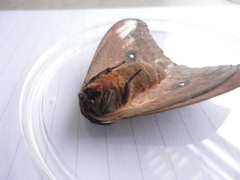 Automeris coresus