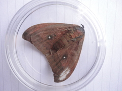 Automeris coresus