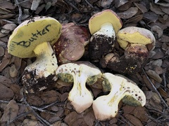 Butyriboletus querciregius