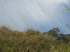 Eupsittula canicularis