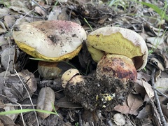 Butyriboletus querciregius